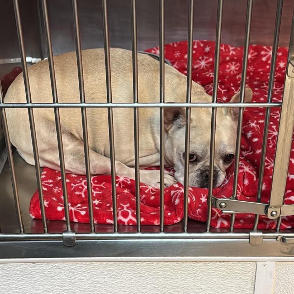 Pearl, Adoptable, Adult Female French Bulldog.