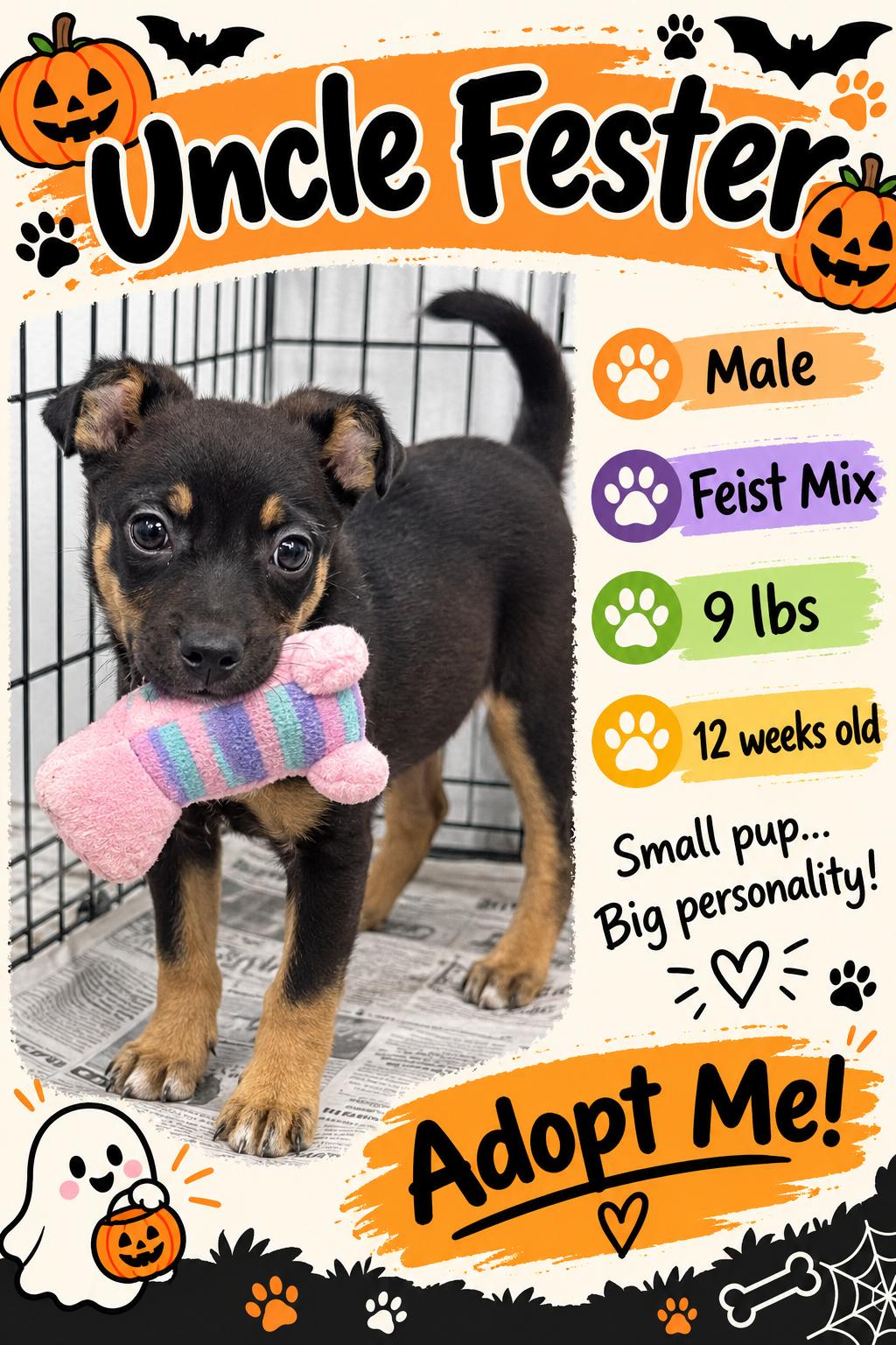 Enlarge Uncle Fester, a Adoptable Mixed Breed in Rock Hill, NY image 1/1