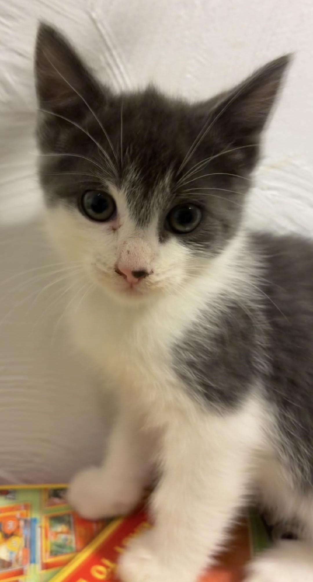 Maisey, Adoptable, Kitten Female Domestic Short Hair.