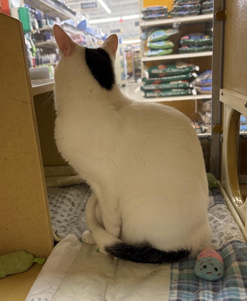 Glenn, Adoptable, Adult Male Domestic Short Hair.