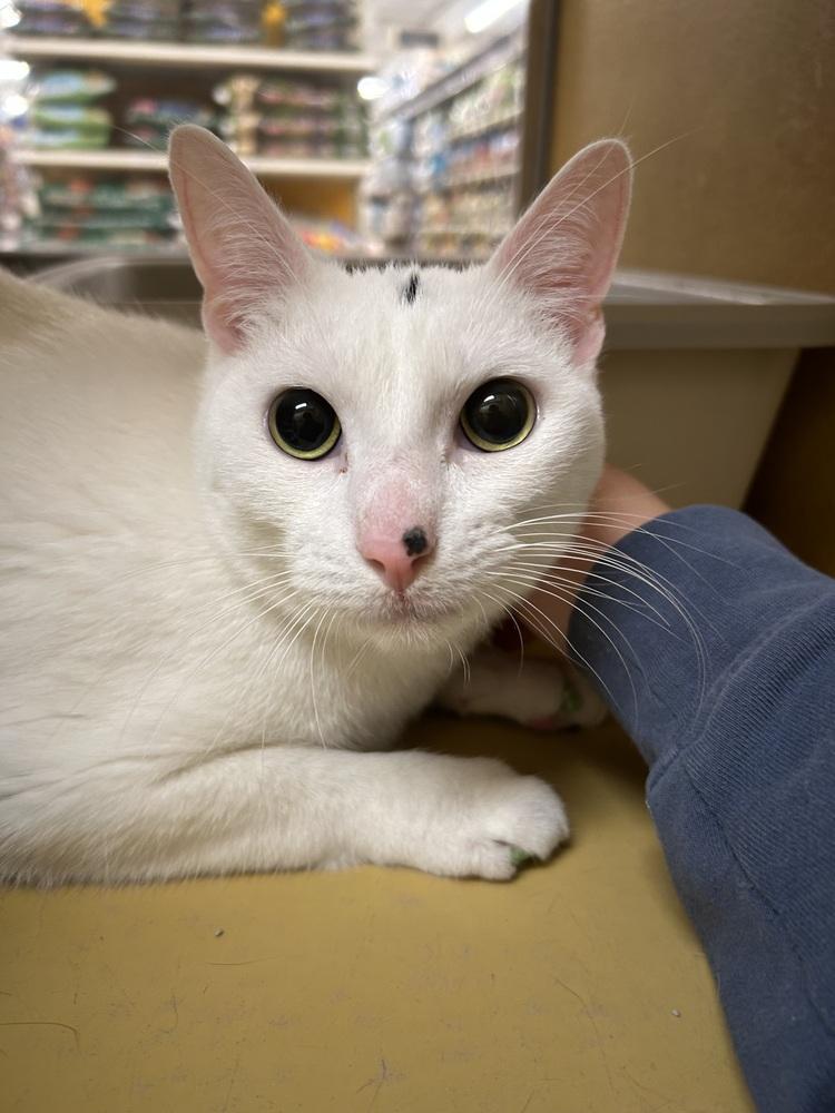 Enlarge Glenn, a Adoptable Domestic Short Hair in Anoka, MN image 2/4