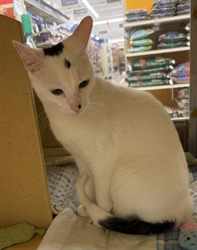 Enlarge Glenn, a Adoptable Domestic Short Hair in Anoka, MN image 3/4