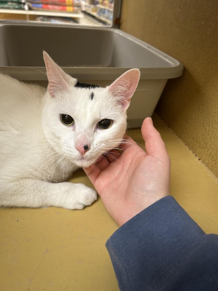 Enlarge Glenn, a Adoptable Domestic Short Hair in Anoka, MN image 4/4