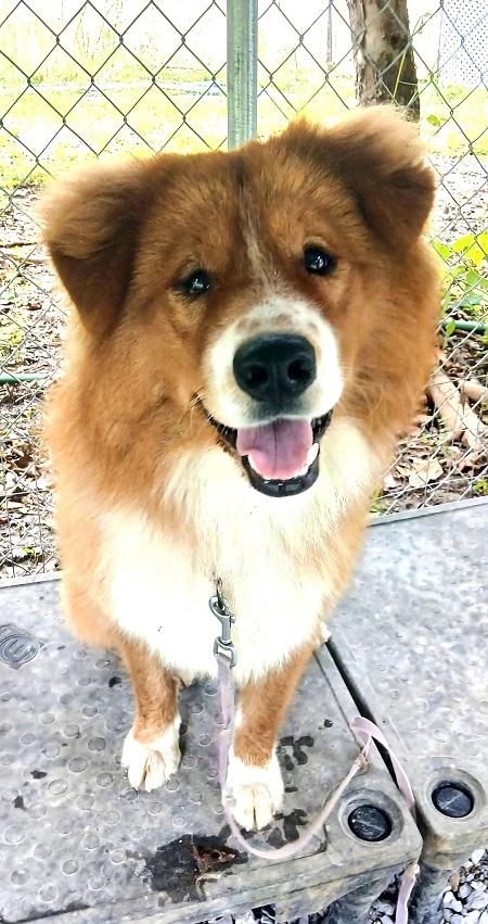 FRED, a ADOPTABLE Chow Chow in Pegram, TN image 2/6