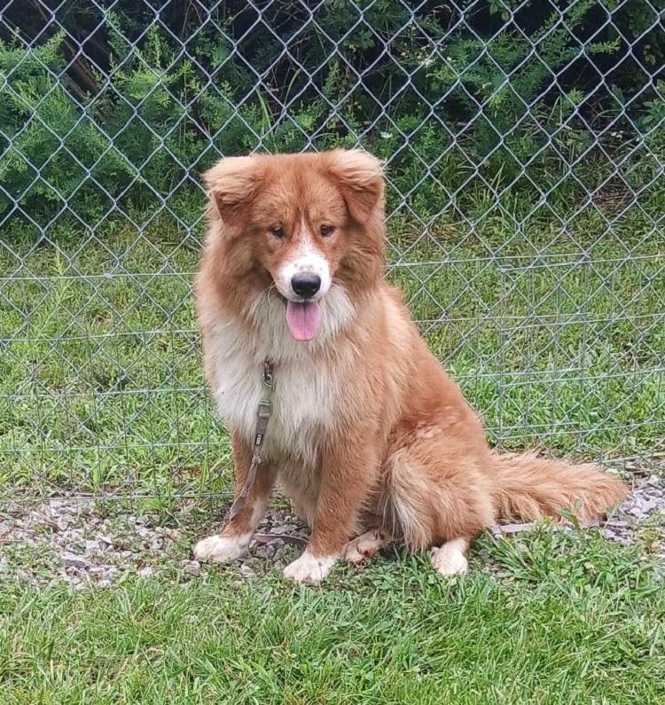 FRED, a ADOPTABLE Chow Chow in Pegram, TN image 3/6
