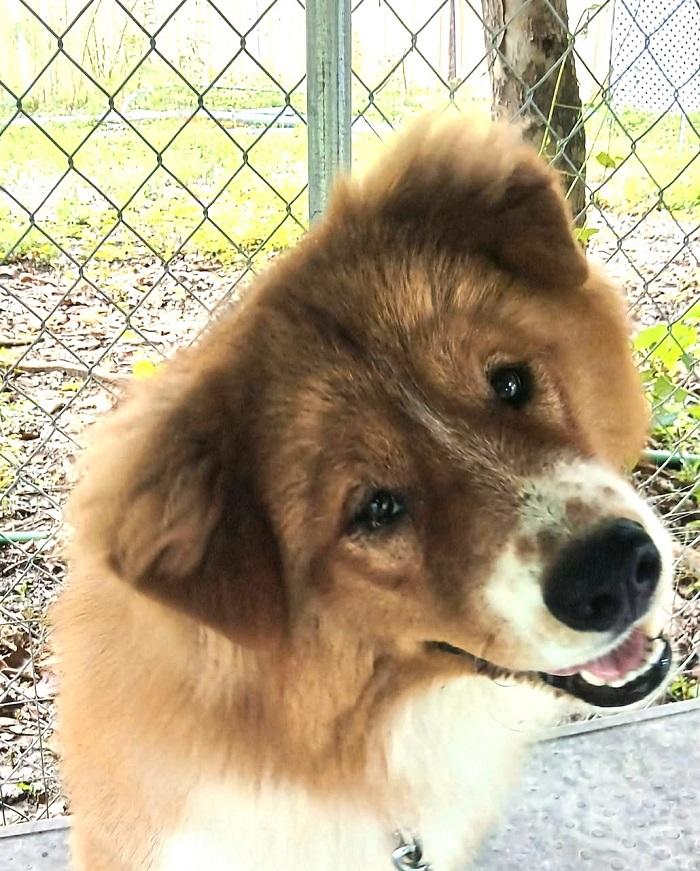 FRED, a ADOPTABLE Chow Chow in Pegram, TN image 5/6
