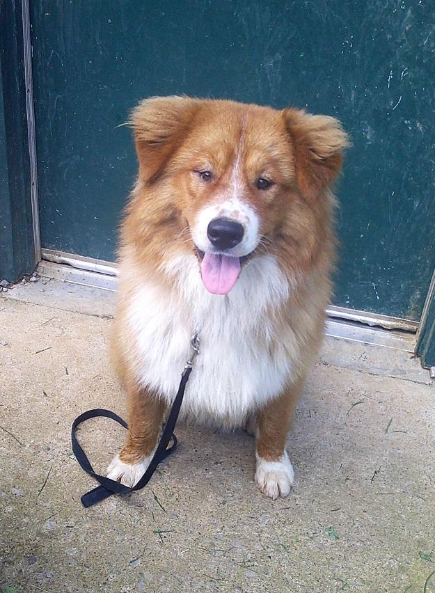 FRED, a ADOPTABLE Chow Chow in Pegram, TN image 4/6