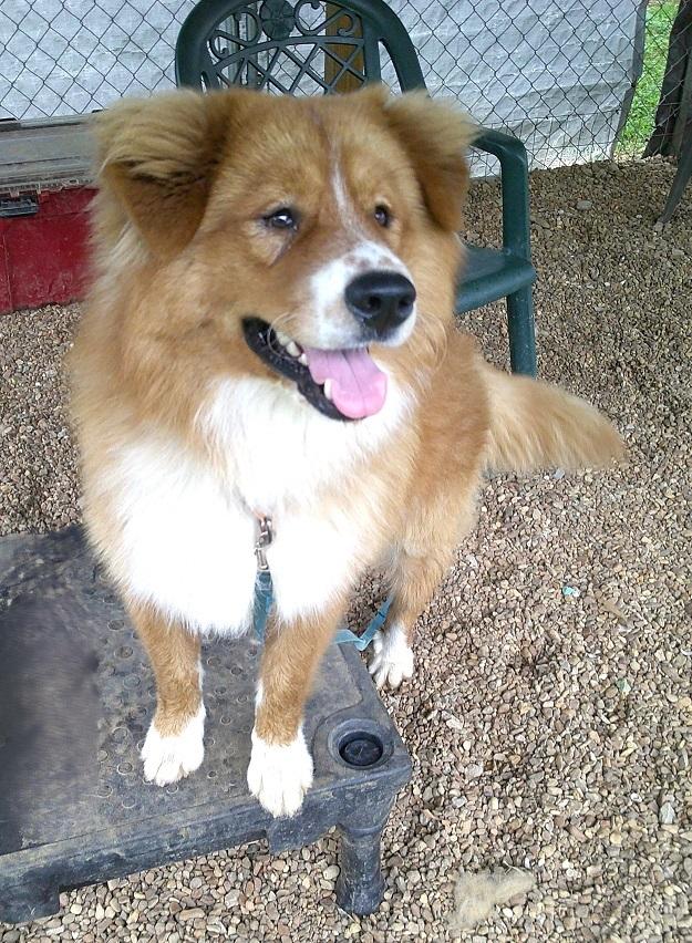 FRED, a ADOPTABLE Chow Chow in Pegram, TN image 6/6