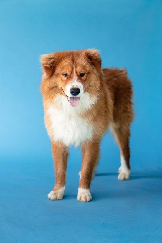FRED, ADOPTABLE, Adult Male Chow Chow.