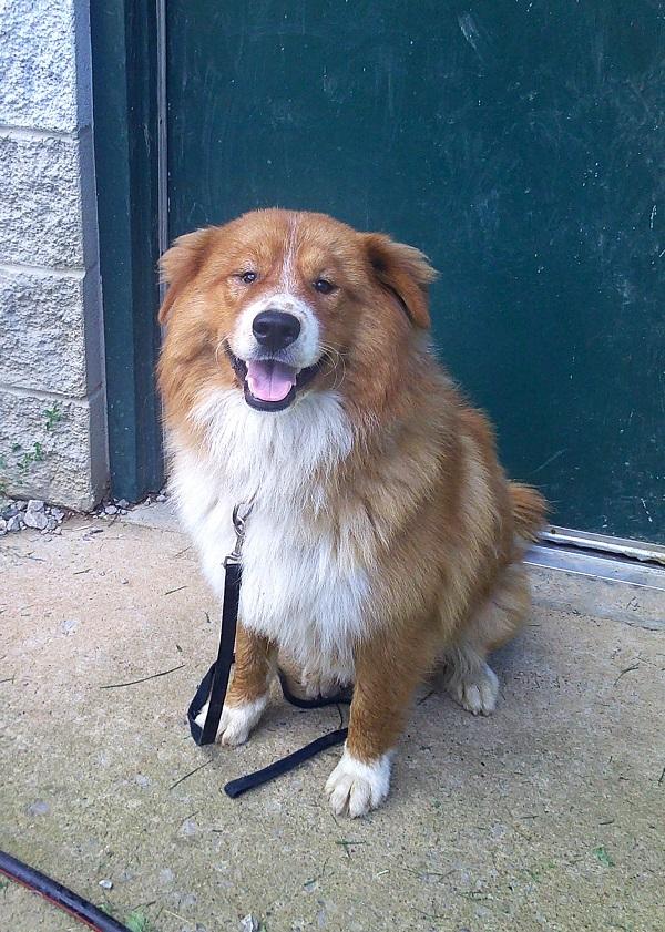 FRED, ADOPTABLE, Adult Male Chow Chow.