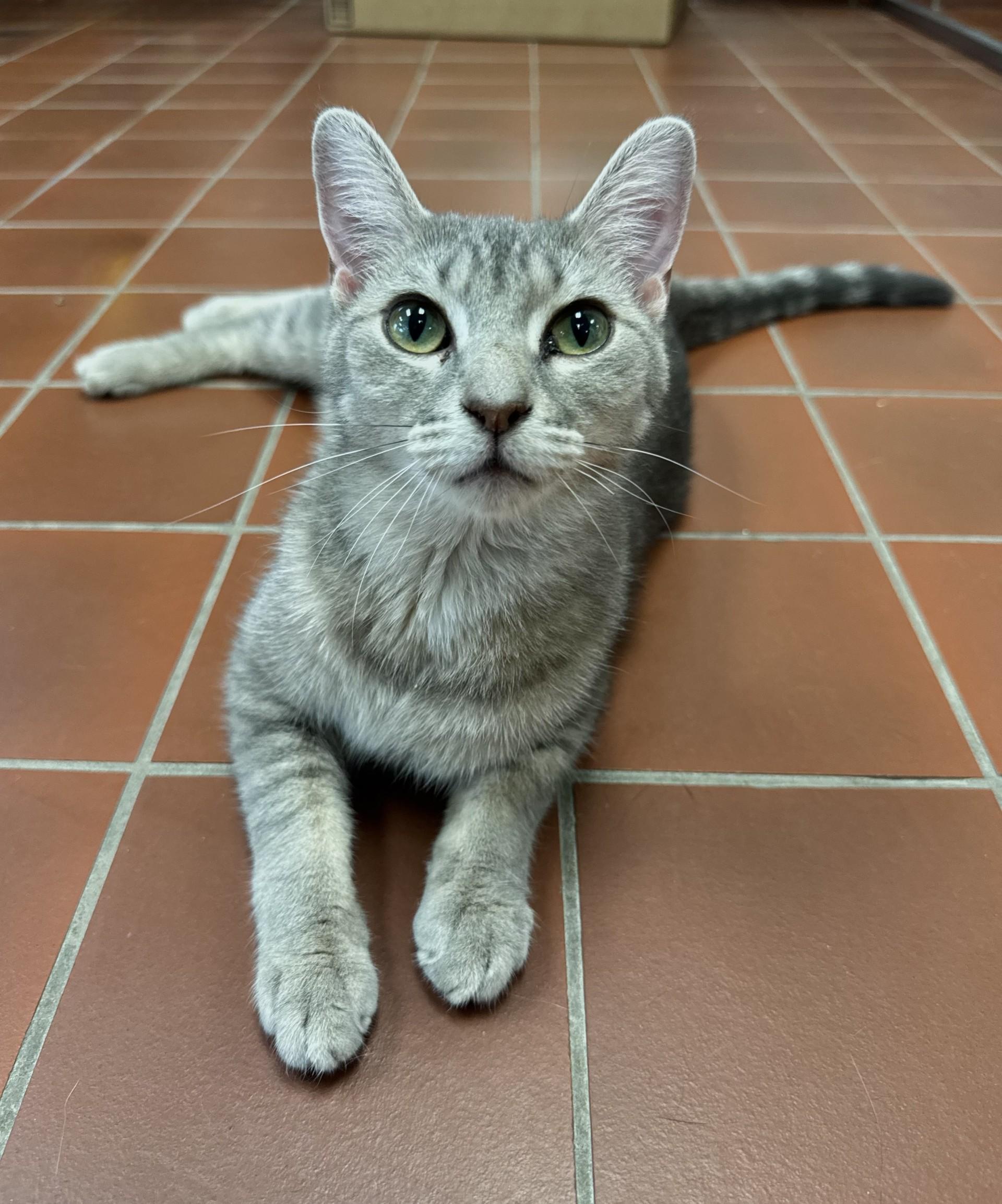 Anya, Adoptable, Adult Female Domestic Short Hair.