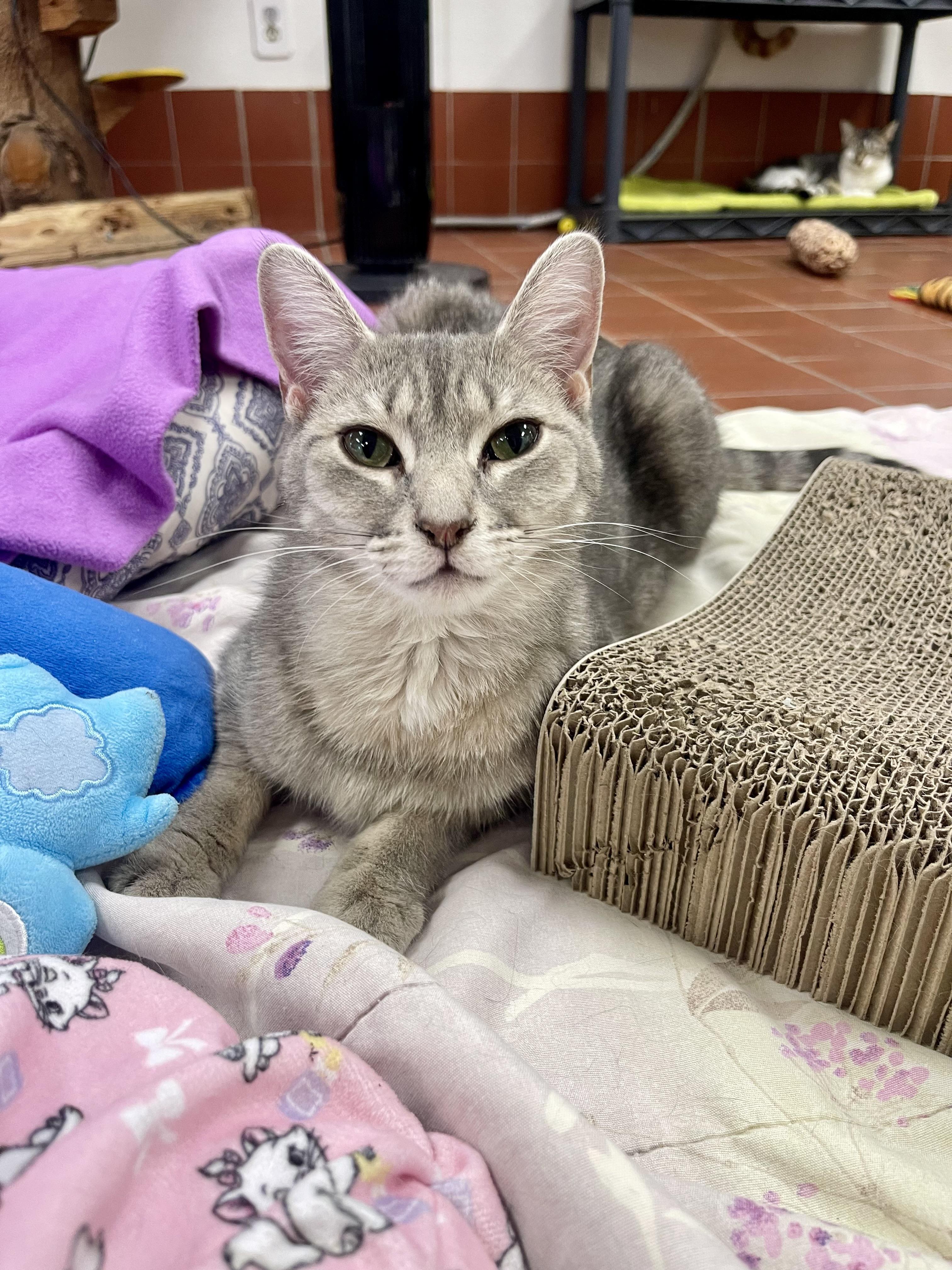 Enlarge Anya, a Adoptable Domestic Short Hair in Battle Creek, MI image 5/5