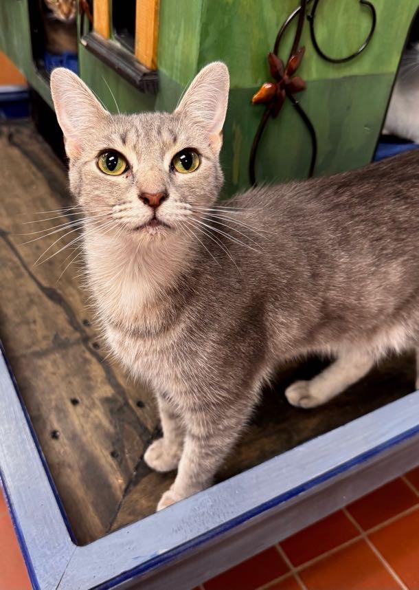 Enlarge Anya, a Adoptable Domestic Short Hair in Battle Creek, MI image 3/5