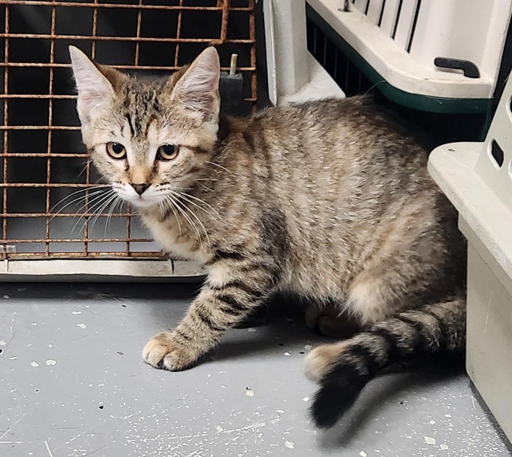 TIA, Adoptable, Young Female Domestic Short Hair & Tabby.