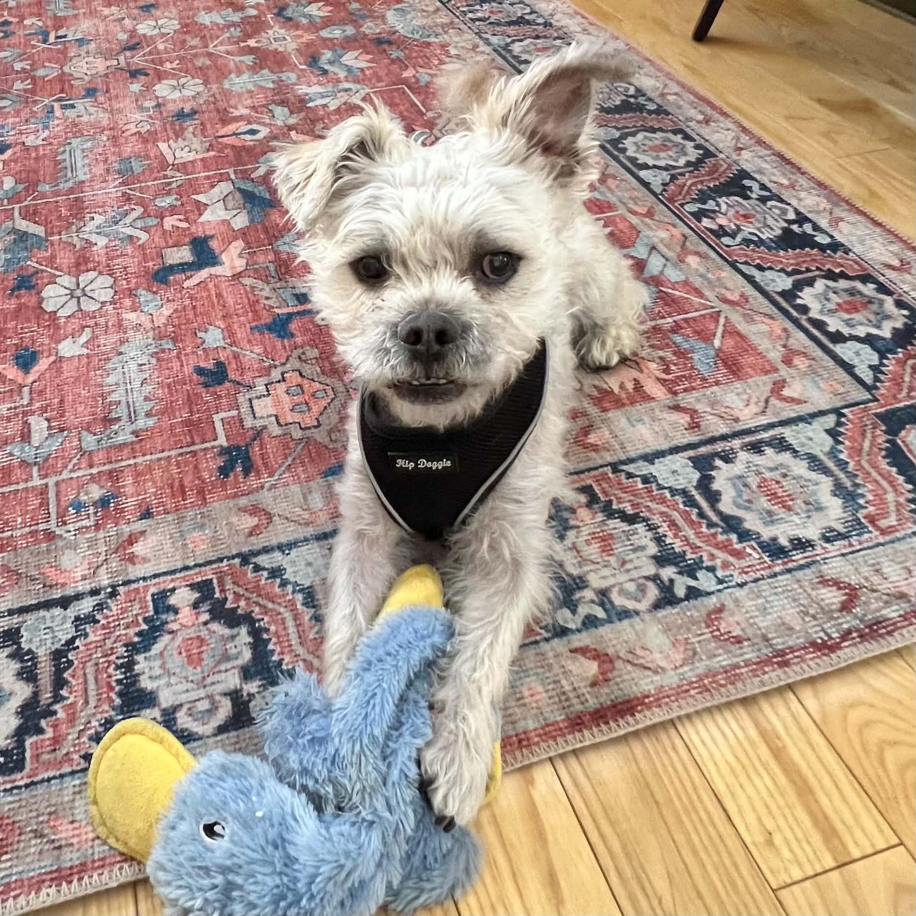 Clifford, ADOPTABLE, Young Male Poodle & West Highland White Terrier / Westie.