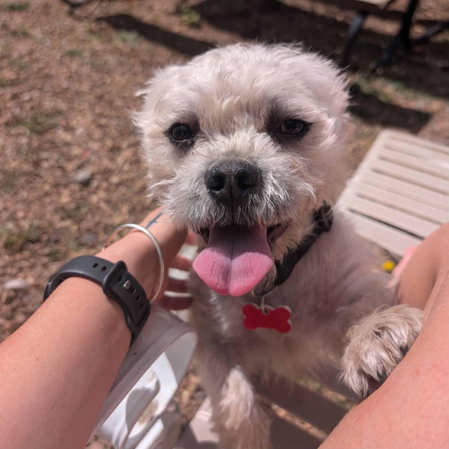 Enlarge Clifford, a ADOPTABLE mixed breed in Boulder, CO image 5/6