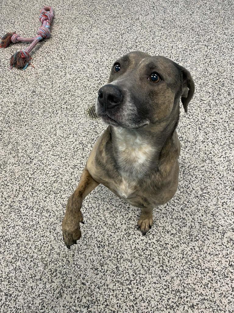 Enlarge Ruby, a Adoptable Plott Hound in Kendallville, IN image 1/6