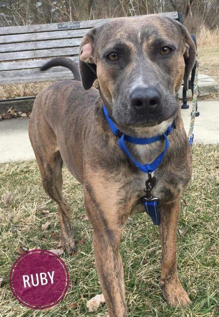 Enlarge Ruby, a Adoptable Plott Hound in Kendallville, IN image 2/6
