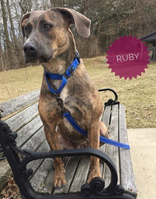 Enlarge Ruby, a Adoptable Plott Hound in Kendallville, IN image 3/6