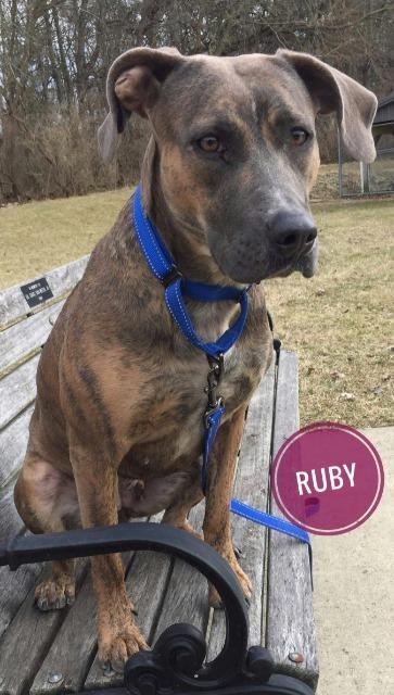 Enlarge Ruby, a Adoptable Plott Hound in Kendallville, IN image 4/6