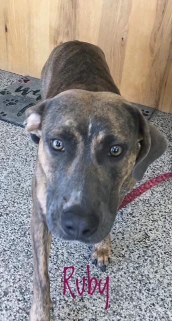 Enlarge Ruby, a Adoptable Plott Hound in Kendallville, IN image 5/6