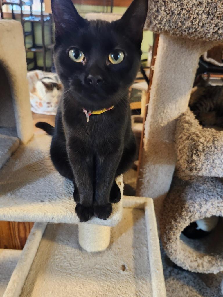 Enlarge Pontoon, a Adoptable mixed breed in Rice Lake, WI image 1/1
