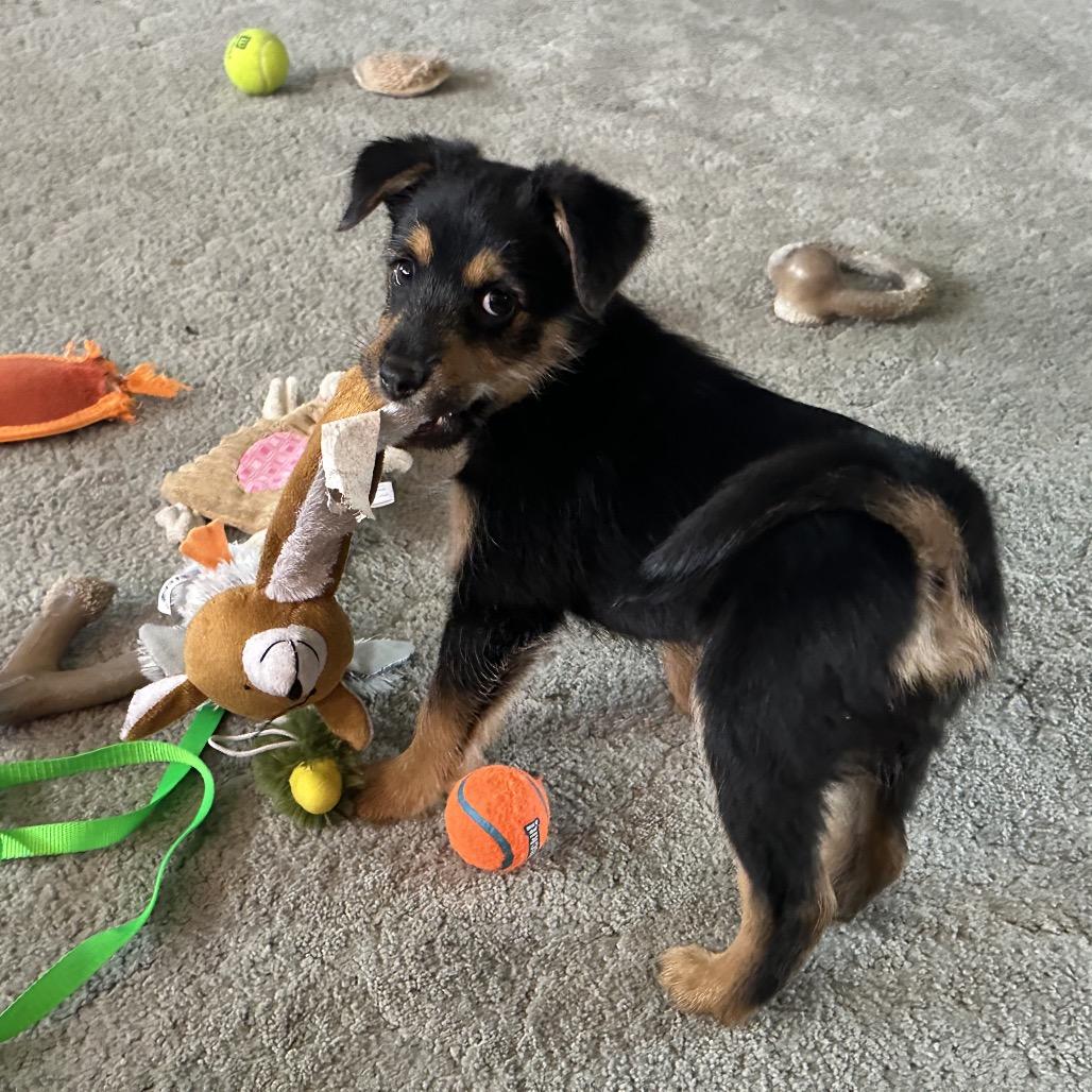 Noah, Adoptable, Puppy Male Mixed Breed.