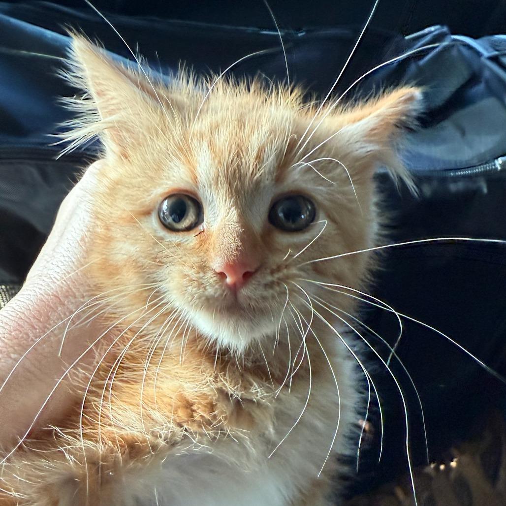 SAND DOLLAR (bonded w/Green Turtle or Mantis Shrimp)