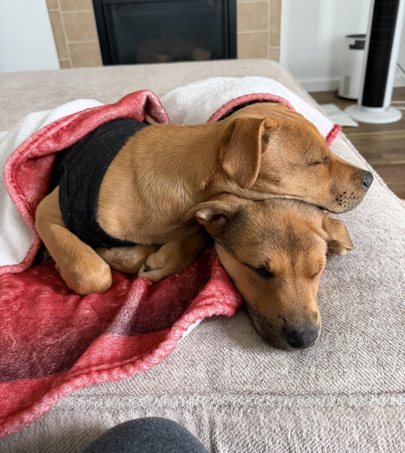 Enlarge Cher & Lizzo, a Adoptable mixed breed in Denver, CO image 6/6