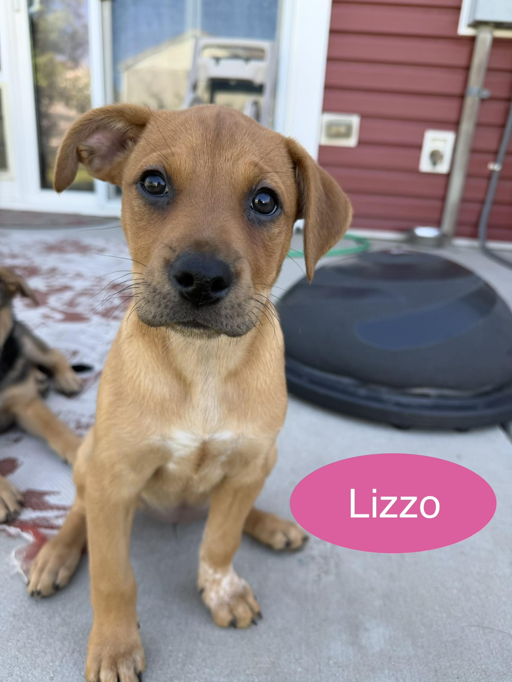 Enlarge Cher & Lizzo, a Adoptable mixed breed in Denver, CO image 2/6