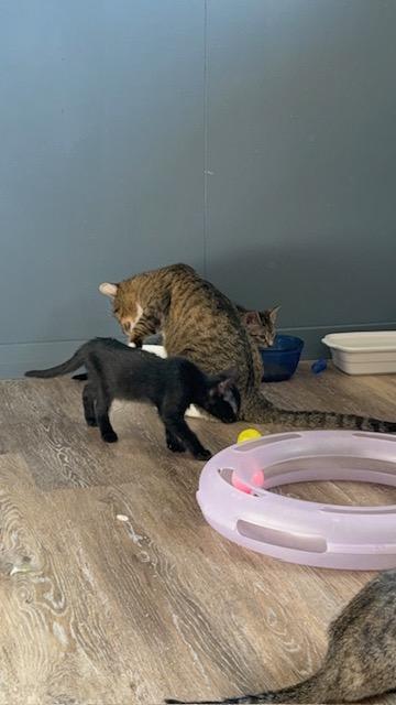 Enlarge Ingot, a ADOPTABLE Domestic Short Hair in Portland, OR image 3/5