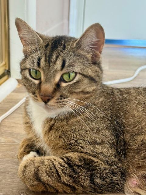 Enlarge Ingot, a ADOPTABLE Domestic Short Hair in Portland, OR image 1/5