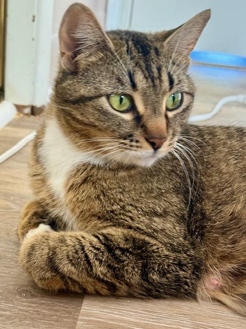 Enlarge Ingot, a ADOPTABLE Domestic Short Hair in Portland, OR image 4/5