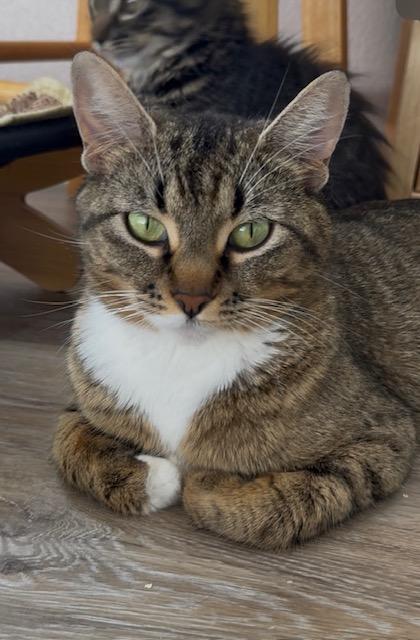 Enlarge Ingot, a ADOPTABLE Domestic Short Hair in Portland, OR image 2/5