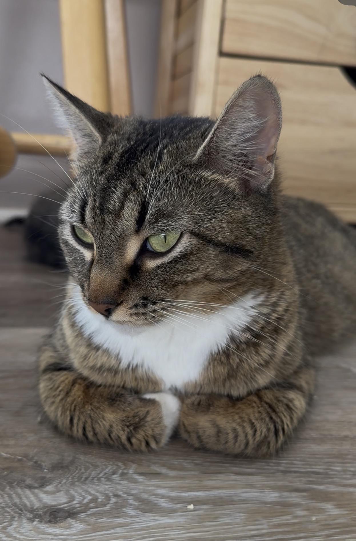 Enlarge Ingot, a ADOPTABLE Domestic Short Hair in Portland, OR image 5/5