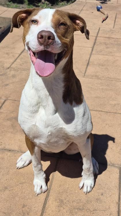 Enlarge Ruby, a Adoptable mixed breed in Shreveport, LA image 1/1
