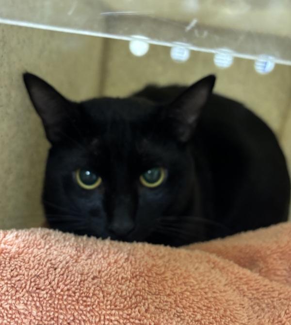 Calcifer - Bonded W/ Howl, a Adoptable mixed breed in Silverdale, WA image 2/2