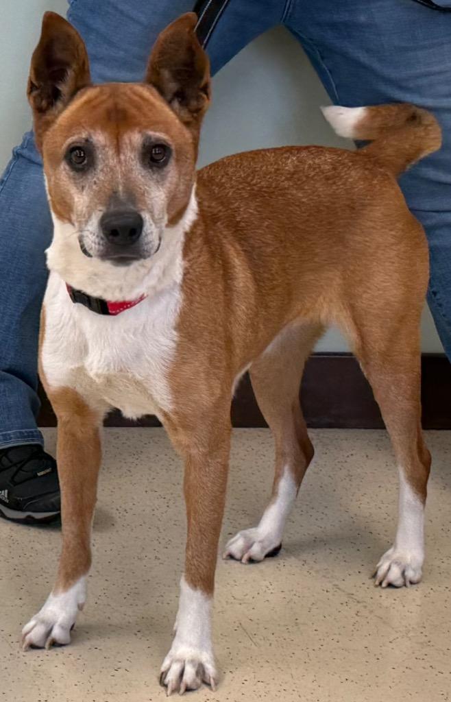 Enlarge Benita, a ADOPTABLE mixed breed in Amery, WI image 2/3