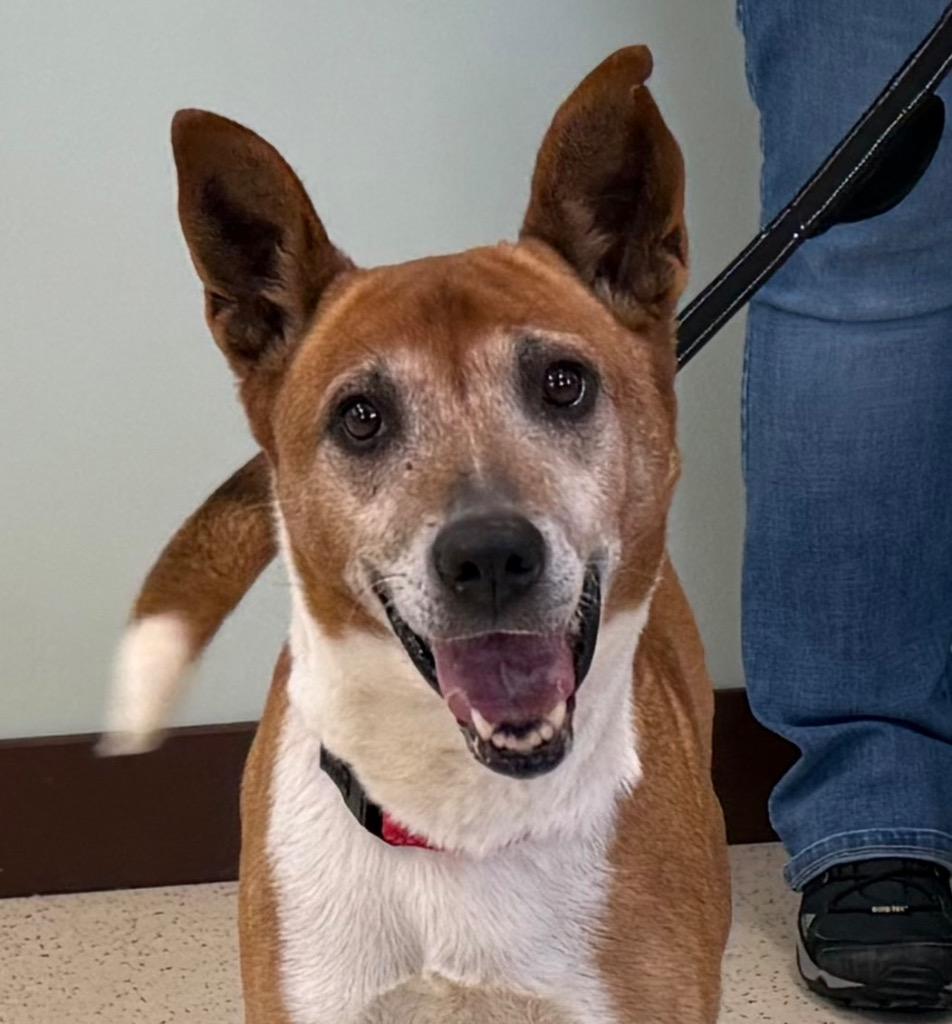 Benita, ADOPTABLE, Senior Female Basenji & Mixed Breed.