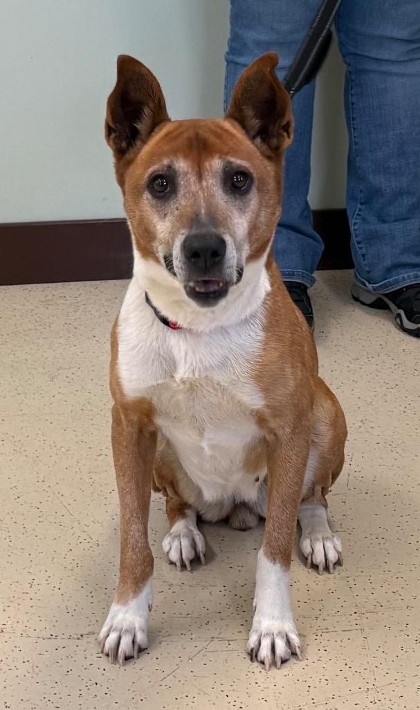 Enlarge Benita, a ADOPTABLE mixed breed in Amery, WI image 3/3