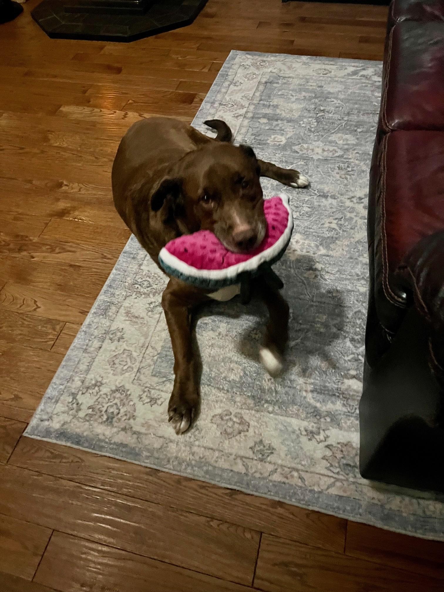 Enlarge Redman, an adopted mixed breed in Waterford, MI image 3/6