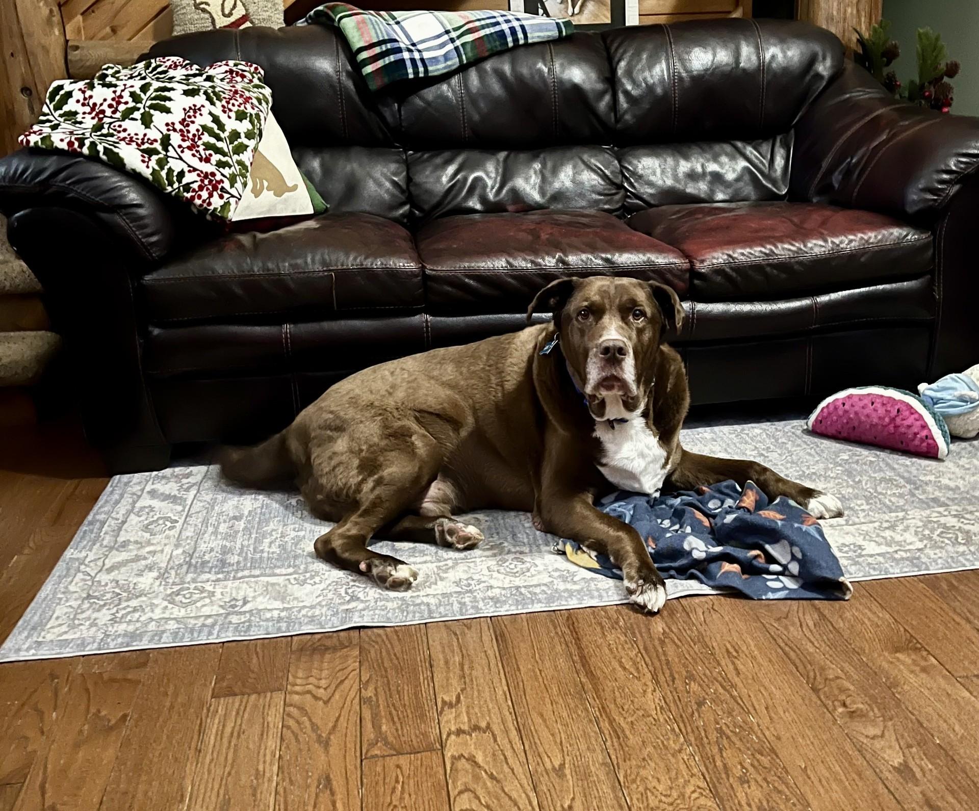 Enlarge Redman, an adopted mixed breed in Waterford, MI image 5/6