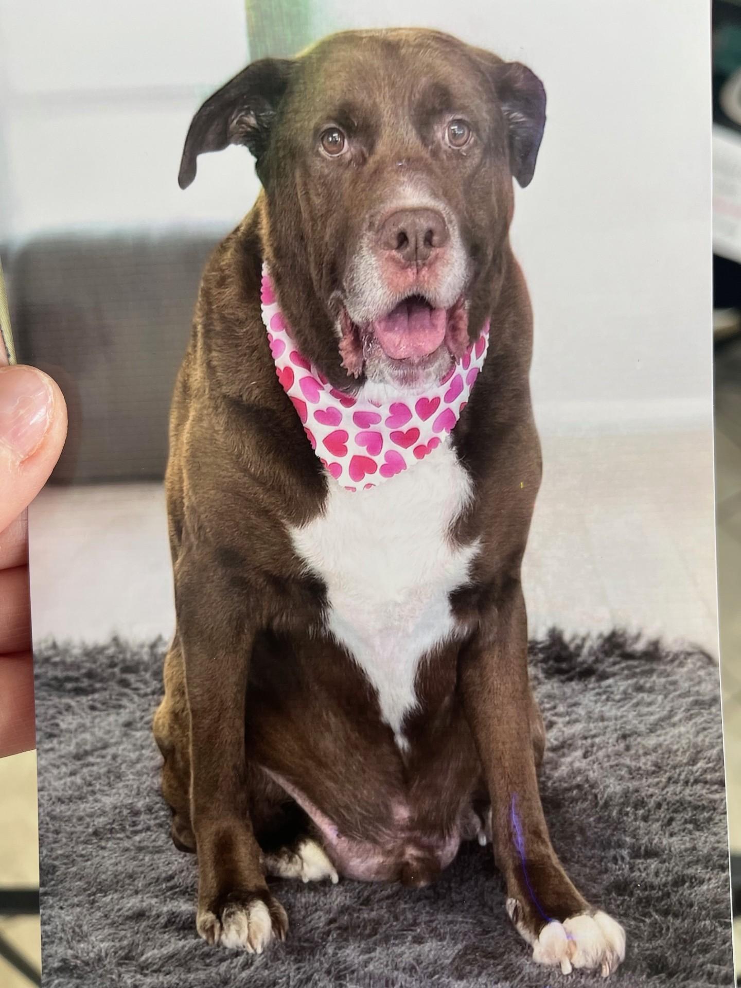 Enlarge Redman, an adopted mixed breed in Waterford, MI image 1/6