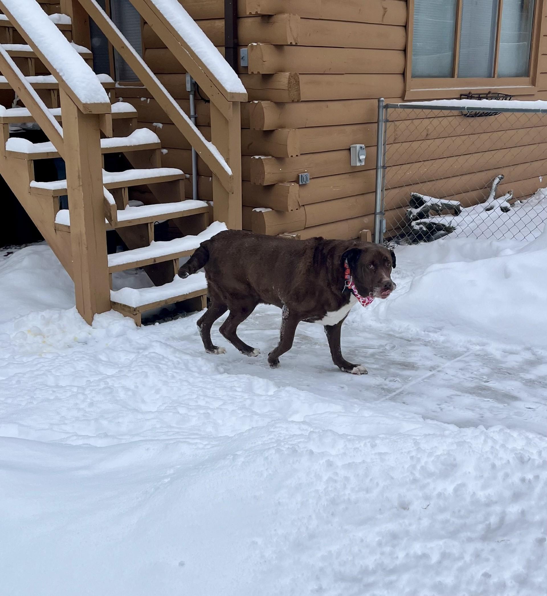 Enlarge Redman, an adopted mixed breed in Waterford, MI image 6/6