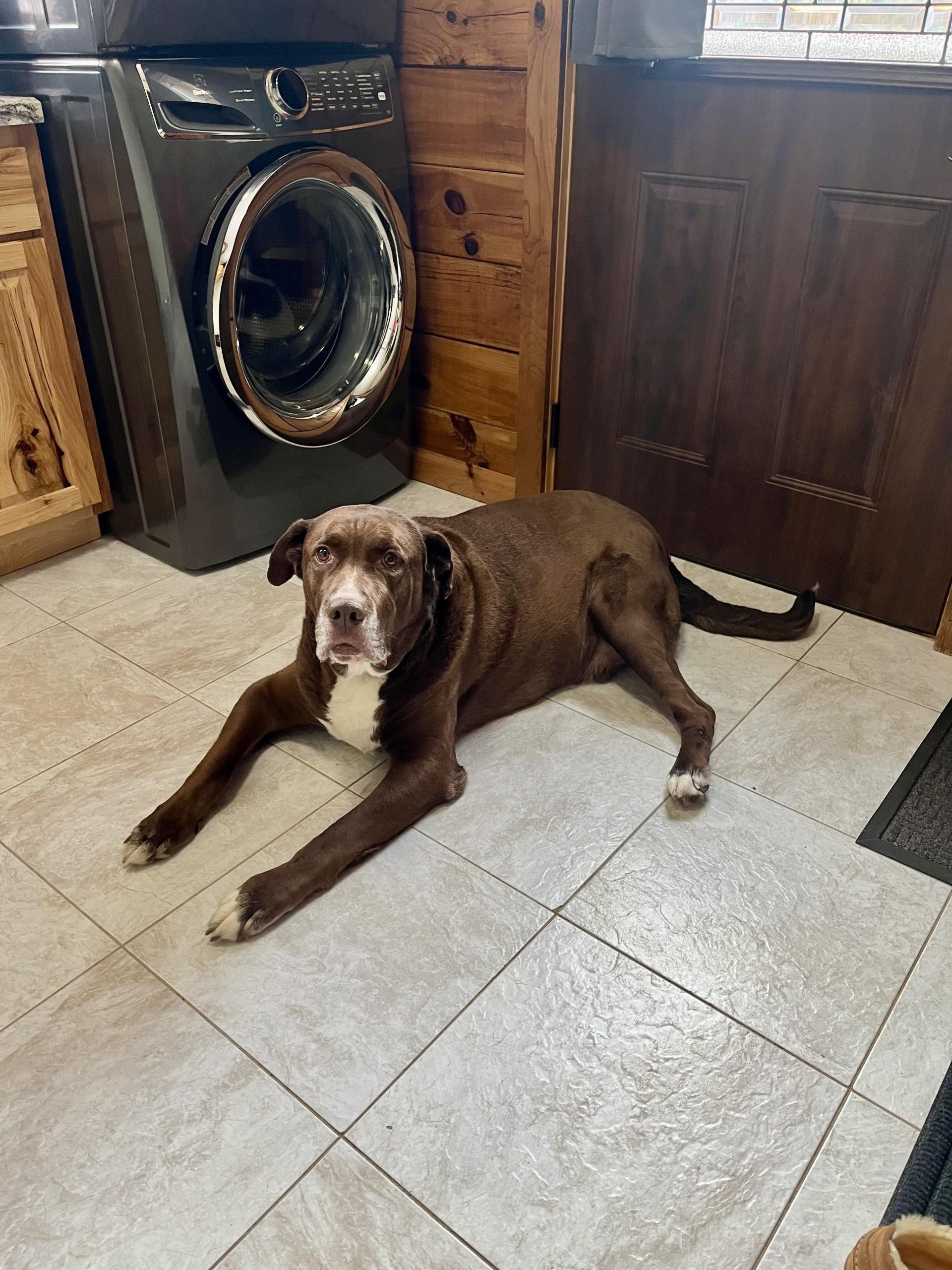 Enlarge Redman, an adopted mixed breed in Waterford, MI image 2/6