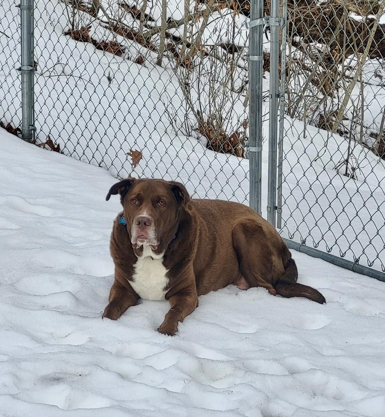 Enlarge Redman, an adopted mixed breed in Waterford, MI image 4/6