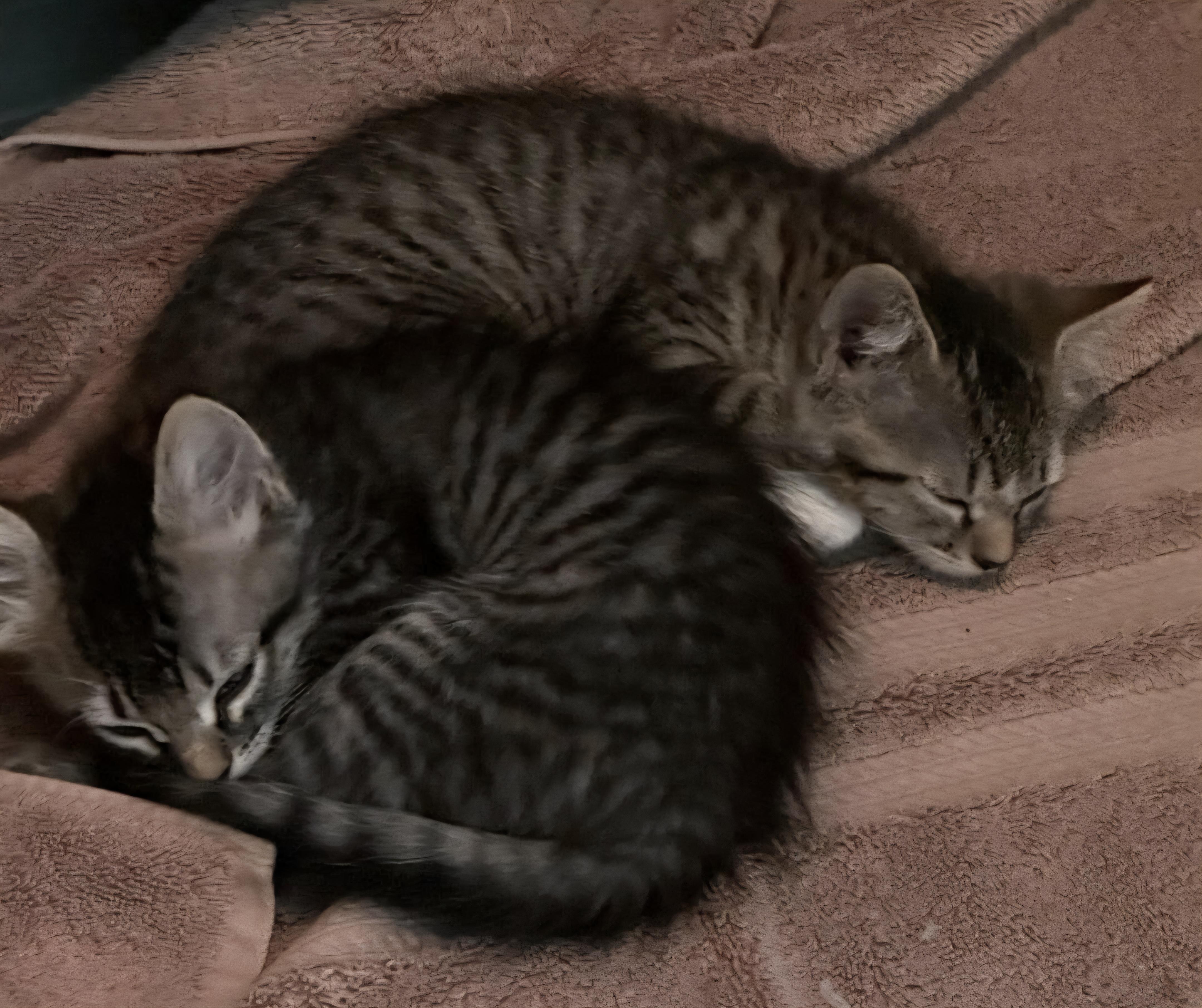 Enlarge Pumpkin and Biscuit (Bonded Sisters), a Adoptable Tabby in Fullerton, CA image 1/1