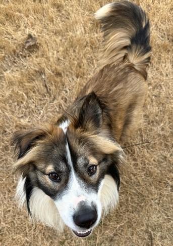 Enlarge Forrest, a ADOPTABLE mixed breed in Gardiner, NY image 1/4