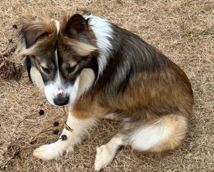 Enlarge Forrest, a ADOPTABLE mixed breed in Gardiner, NY image 4/4