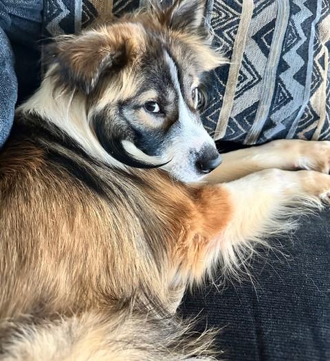 Enlarge Forrest, a ADOPTABLE mixed breed in Gardiner, NY image 2/4